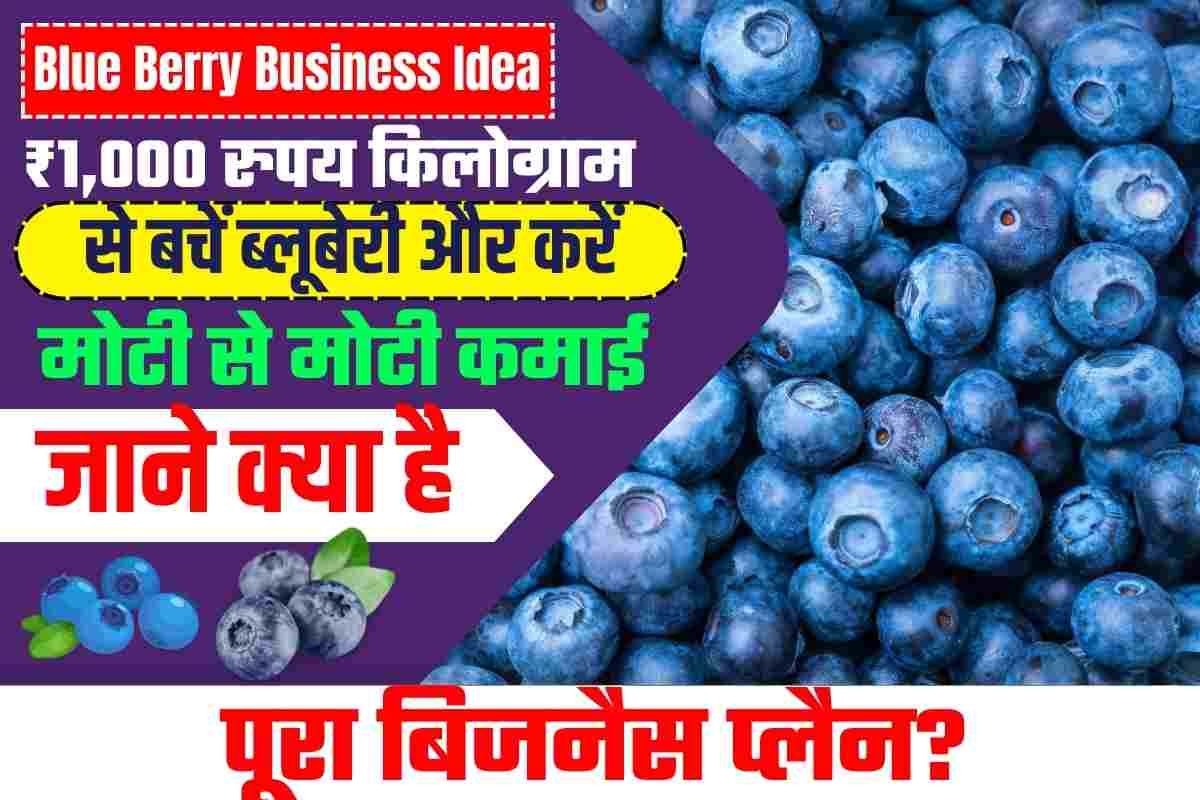 Blue Berry Business Idea