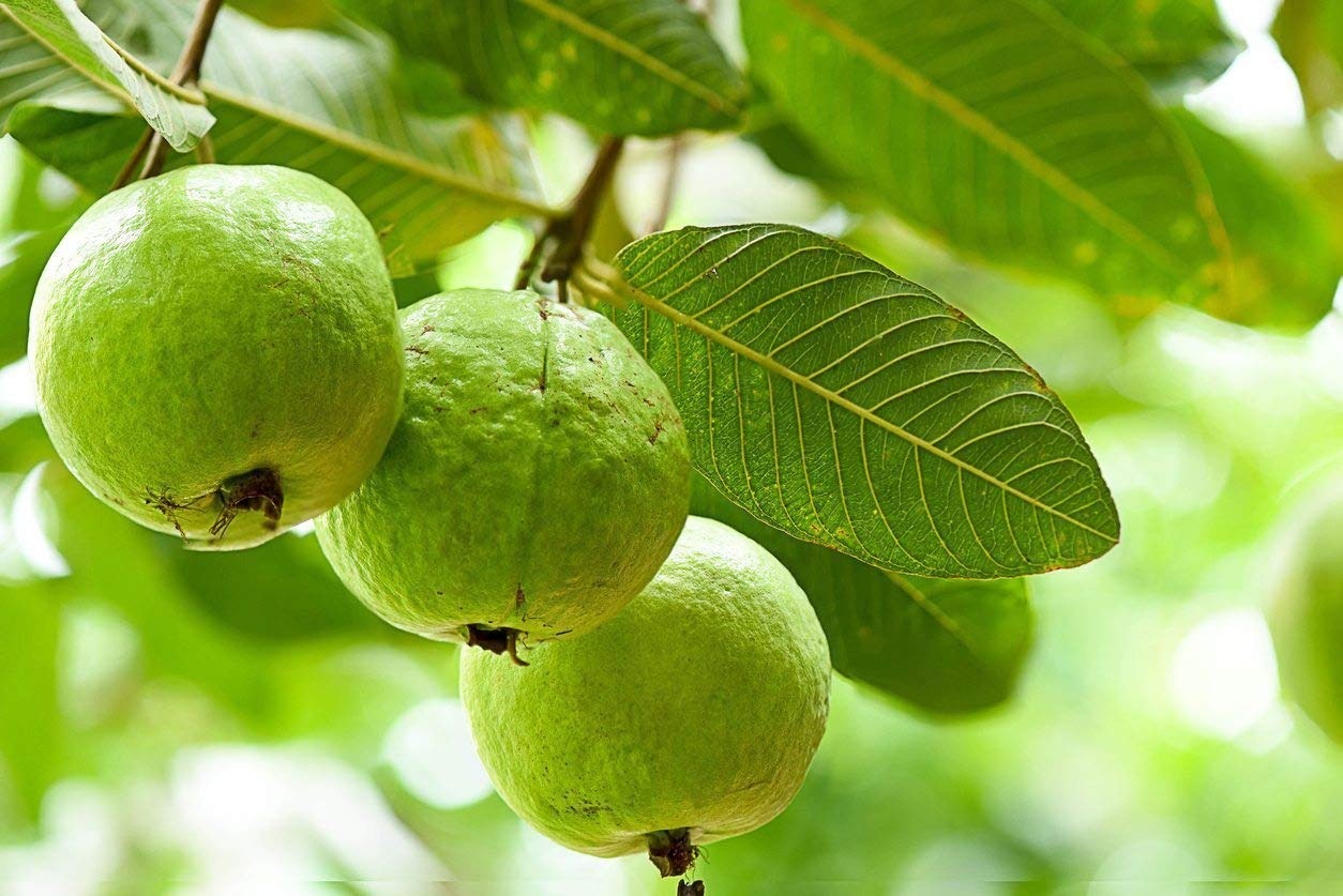Subsidy On Guava Farming