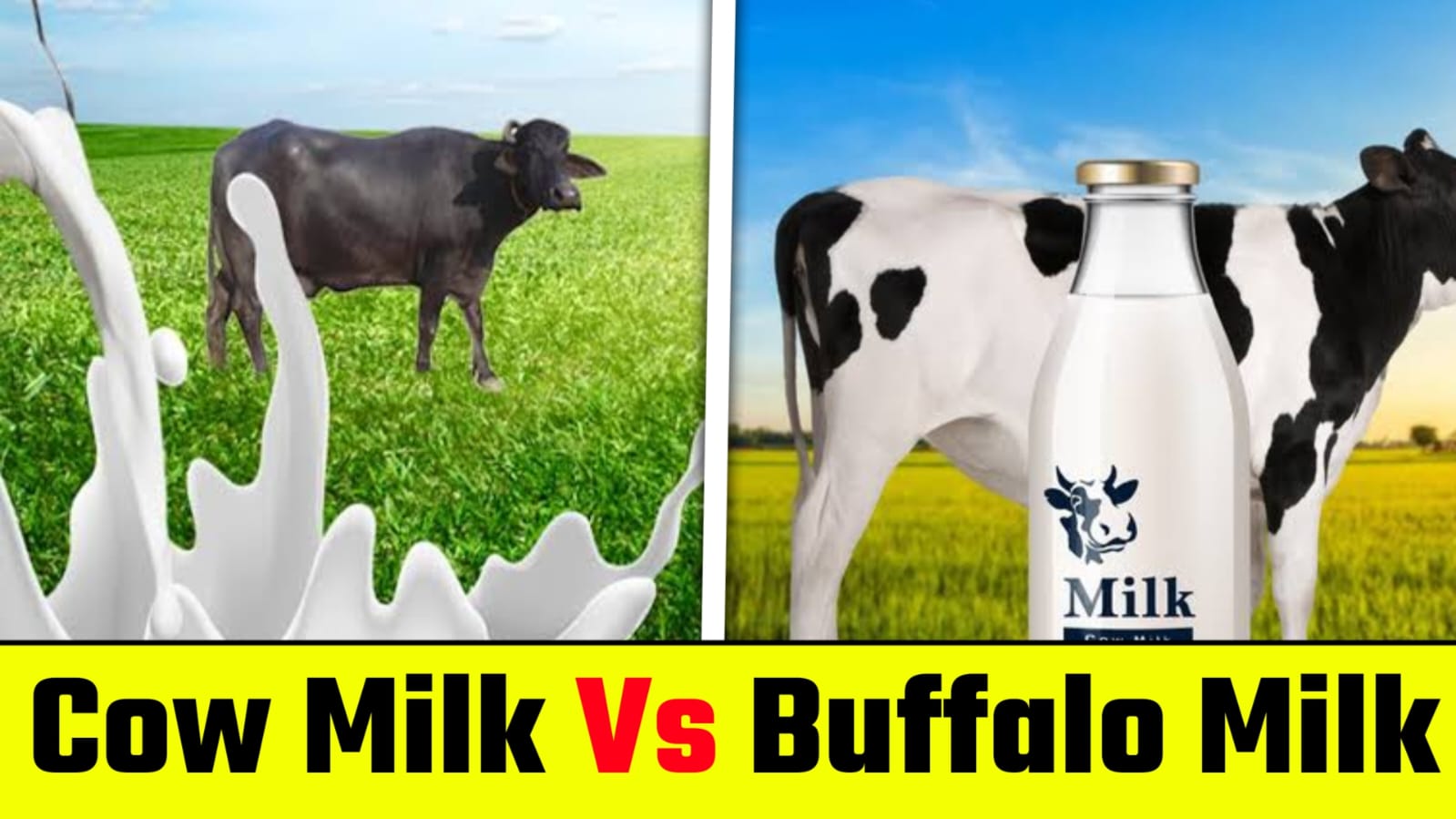 Cow Milk Vs Buffalo Milk