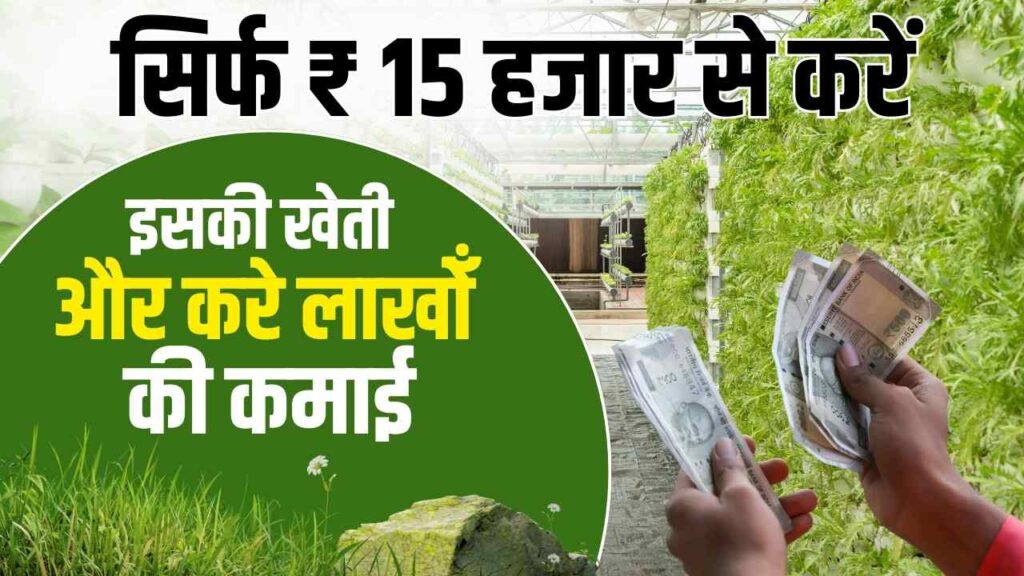 How To Start Basil Farming Business In India In Hindi सिर्फ 15 हजार से