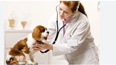Veterinary Doctor Profession Career Tips