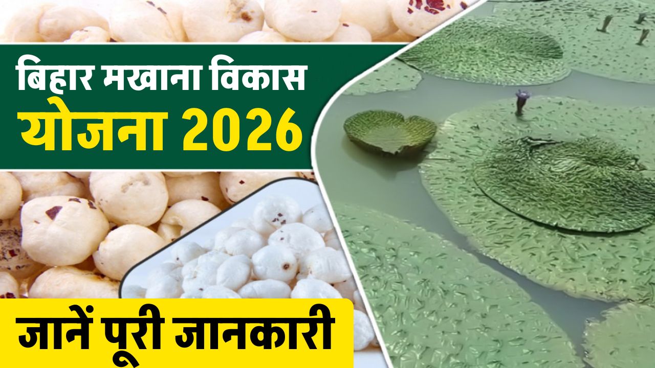 Bihar Makhana Vikas Yojana 2026 Bihar Makhana Vikas Yojana 2026